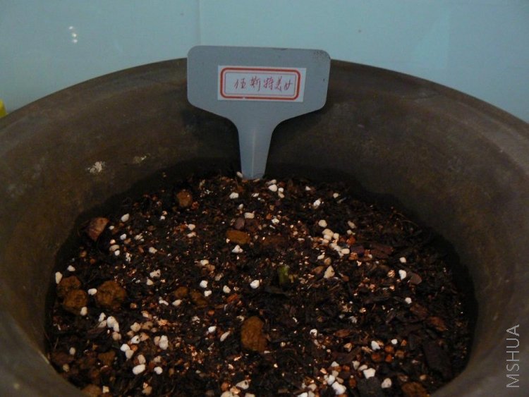 ��˹����Ů