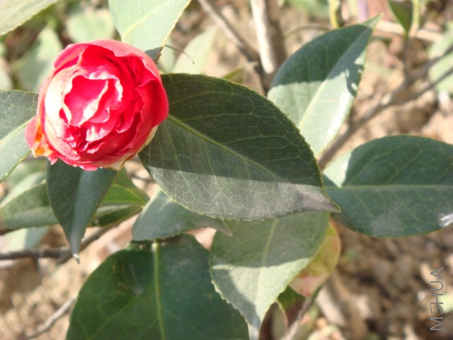 DSC03876.JPG