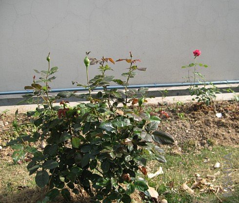 ǽ�����˰�������ϣ���ܿ�����ǽ�ɣ��������ú���Ŷ����������