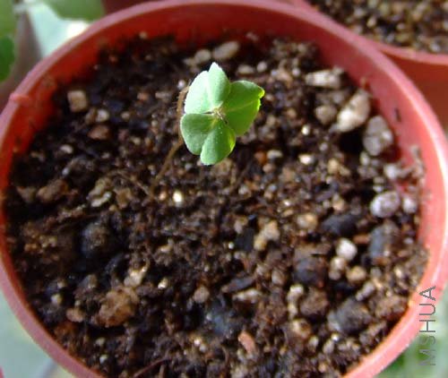 ���ڿ���ҶƬ�ˣ���ϧû�аߡ��ȳ�����Ҷ��ή����~~