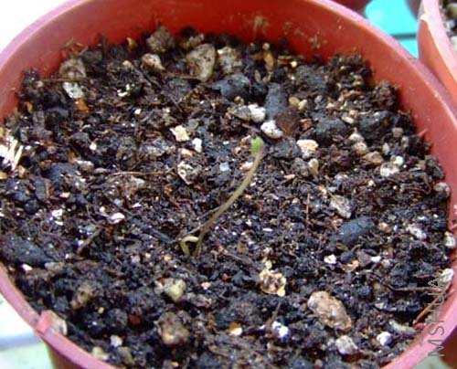 ��2��Ҷ��ͦ�˺ó�ʱ��Ҳ����