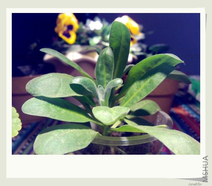 8�·ݲ��ģ����ڻ����������־ð��־�~