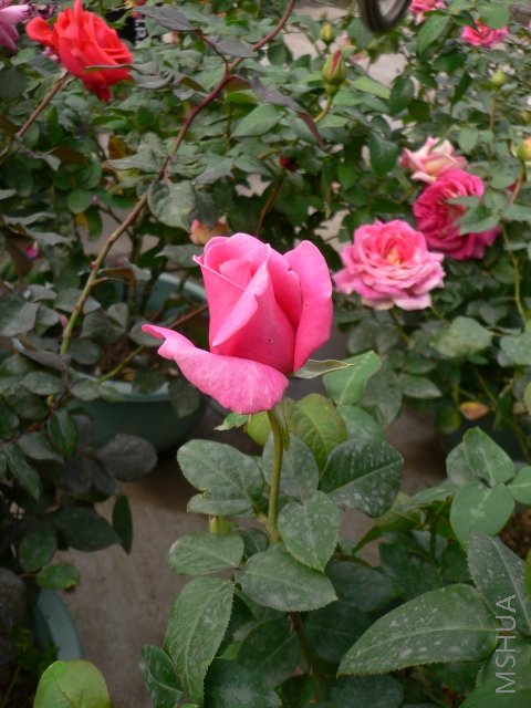 P1030903.JPG