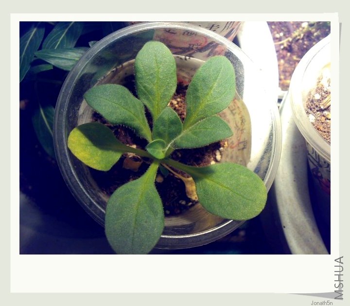 �������׳��һͷţ��930��