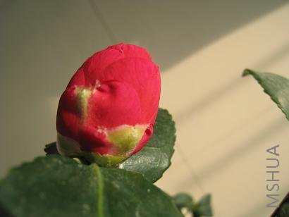 IMG_0321.JPG