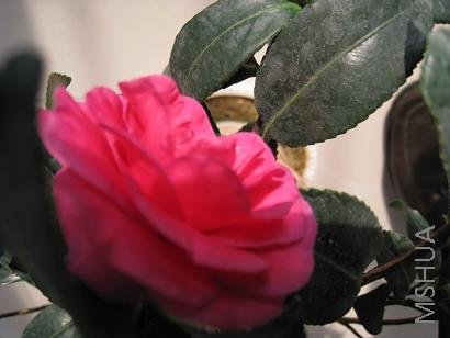 IMG_0333.JPG