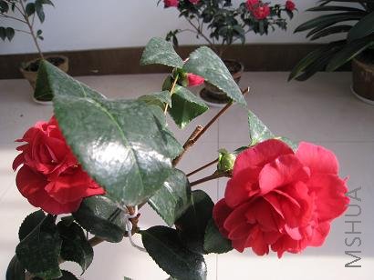 IMG_0319.JPG