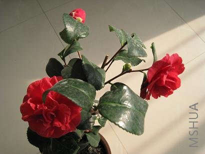 IMG_0320.JPG