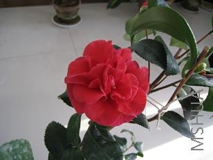 IMG_0310.JPG
