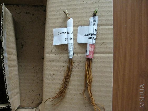 ����ֿ�������