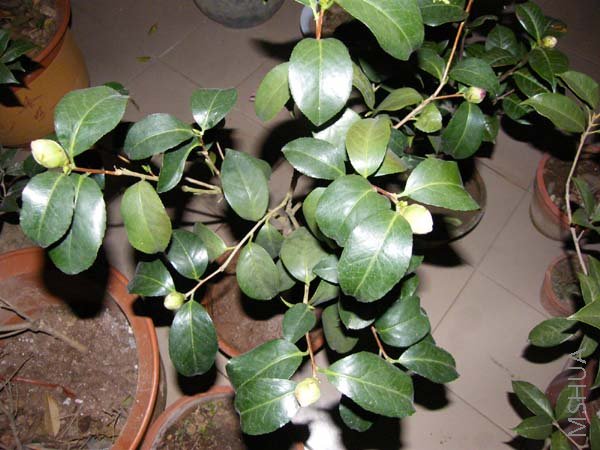 DSCF3296 ����.jpg
