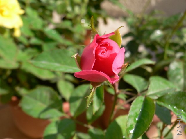 P1030695.JPG