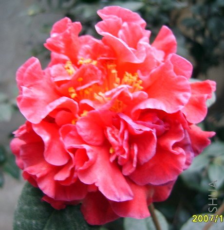 S8001288-2.jpg