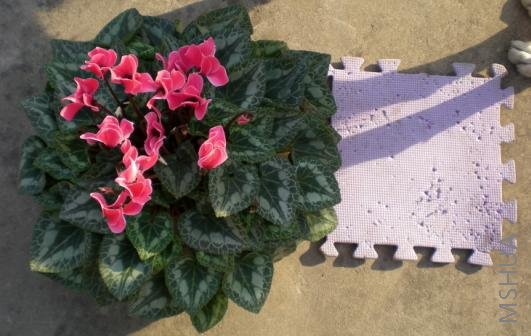 ����������Ա�һ��