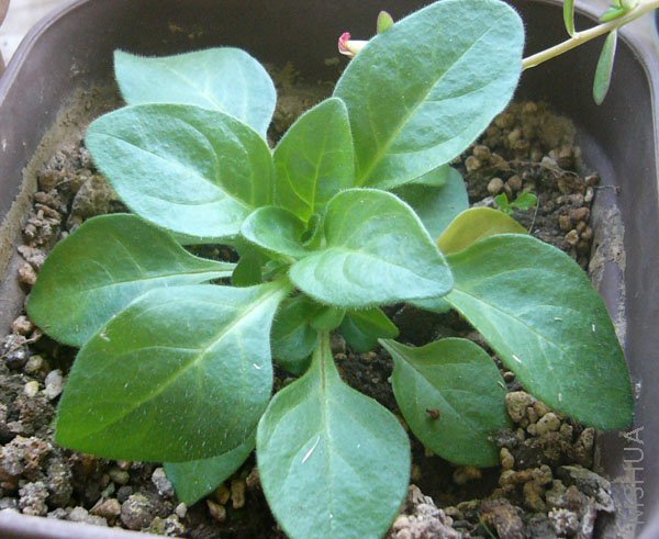 ��������ǰ������,�����ڲų�����