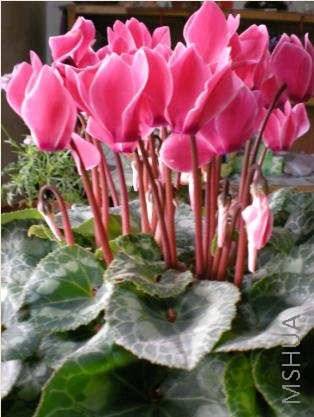 �о������ɫ�Ƚ���