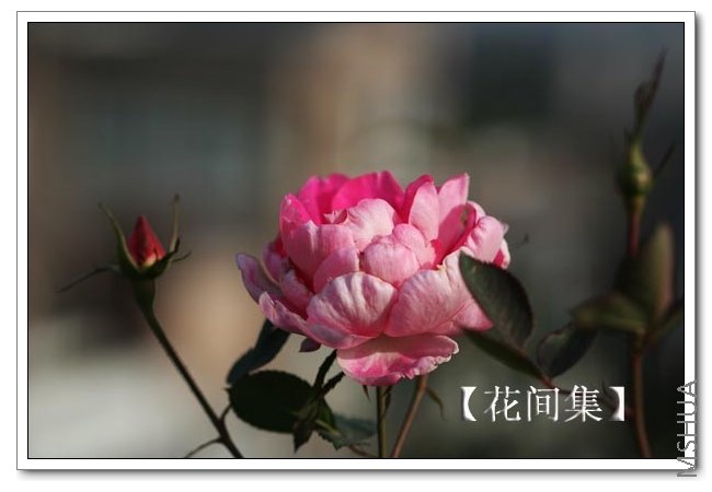 IMG_0210 ����.jpg