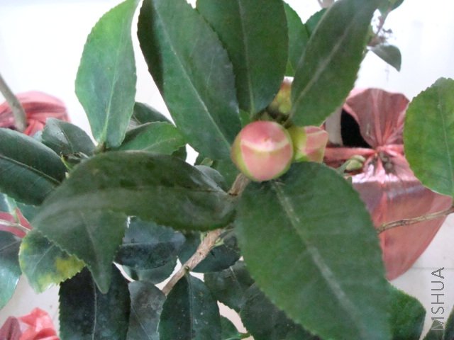 ����Ļ��٣����úÿ�����������