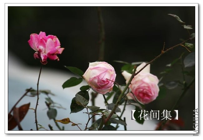 IMG_9702 ����.jpg