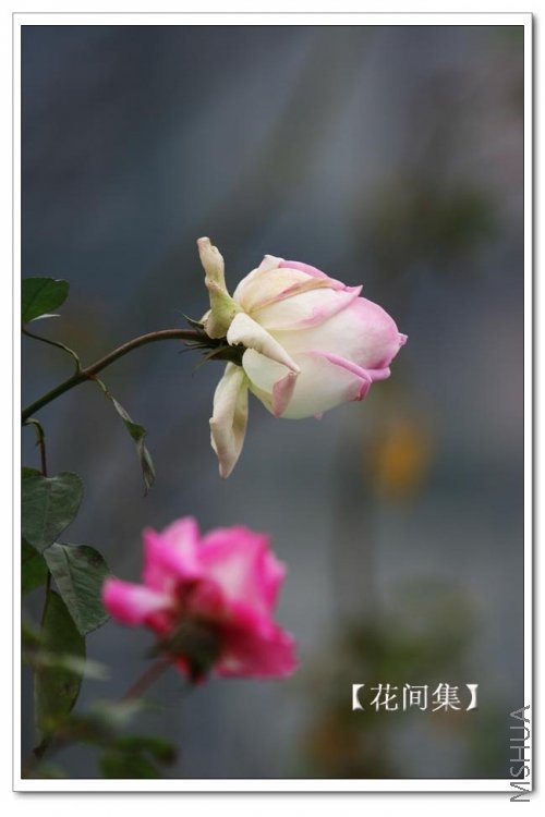 IMG_9704 ����.jpg