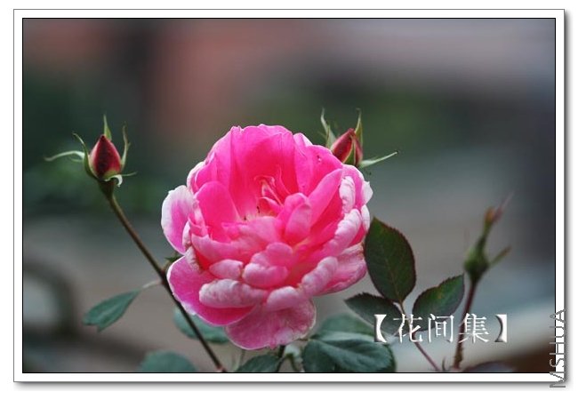 IMG_0126 ����.jpg