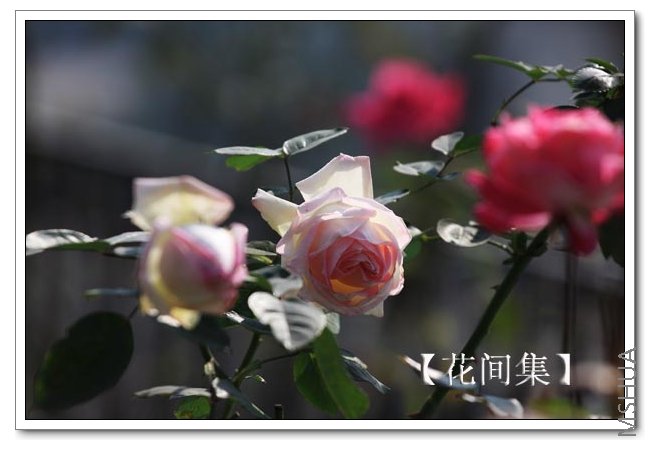 IMG_014 ����.jpg