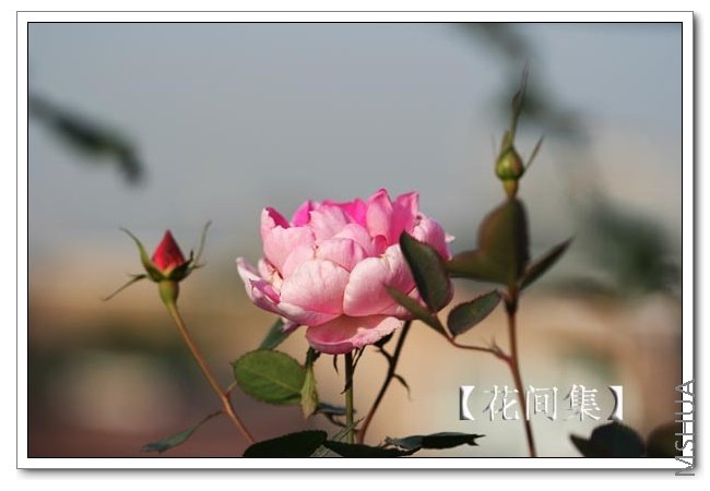 IMG_0228 ����.jpg