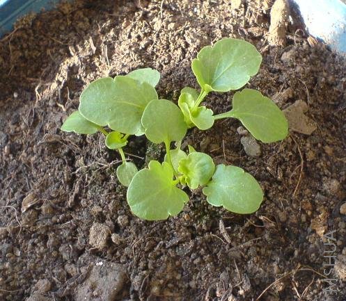 ��ɫ��  ������紺��ָ������