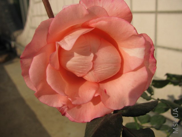 IMG_0572.JPG