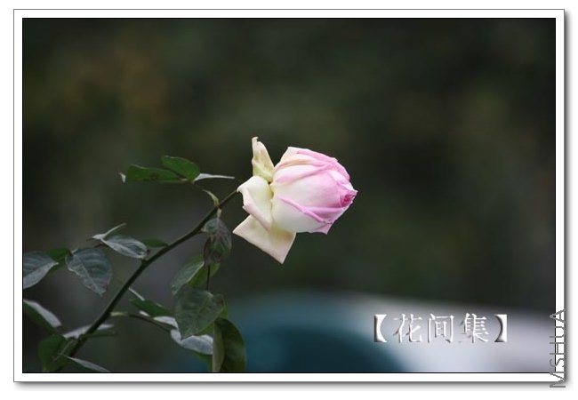 IMG_9699 ����.jpg