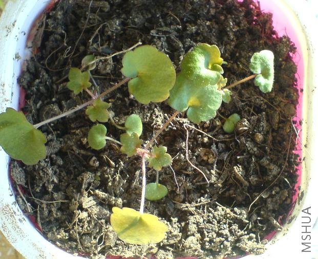 �ɰ���С����  ǰ��ʱ��һֱû����  ����û��������Ƭ��Ҷ��