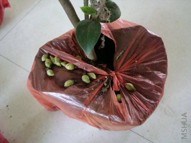 ��ɫ���µĻ���