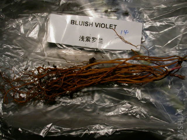 Bluish Violetǳ������