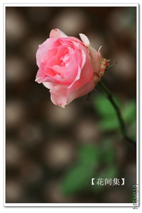 IMG_9695 ����.jpg