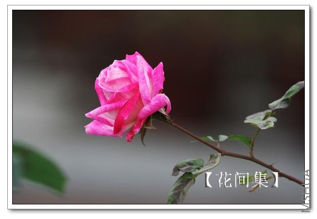 IMG_9705 ����.jpg