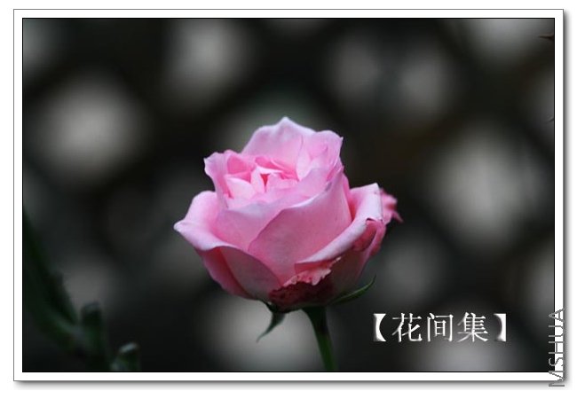 IMG_0108 ����.jpg