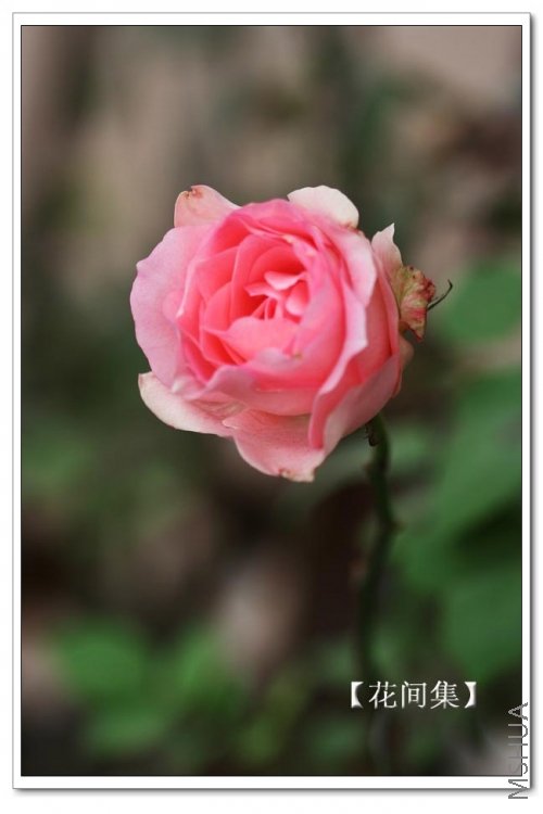 IMG_9691 ����.jpg