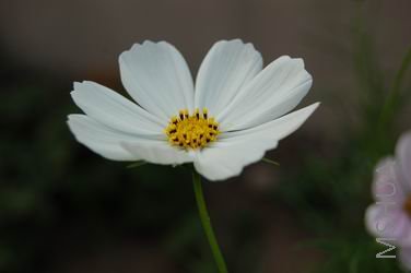 ������С DSC_0955.JPG