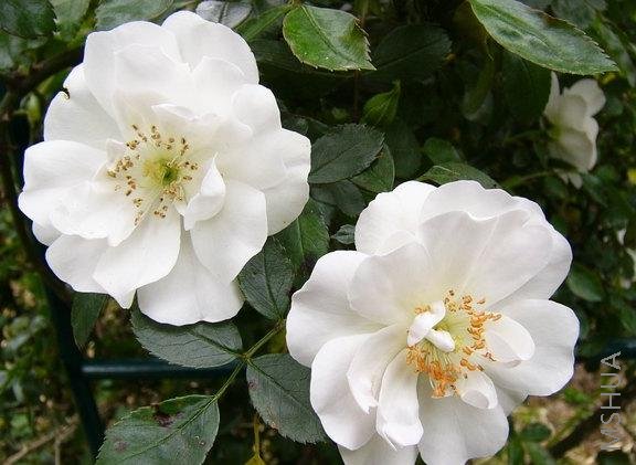 Ice Meillandecor03.jpg