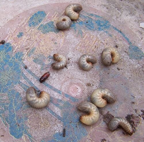 �Ǹ���ɫ�ļһ�Ҳ������ˣ���ɶ��