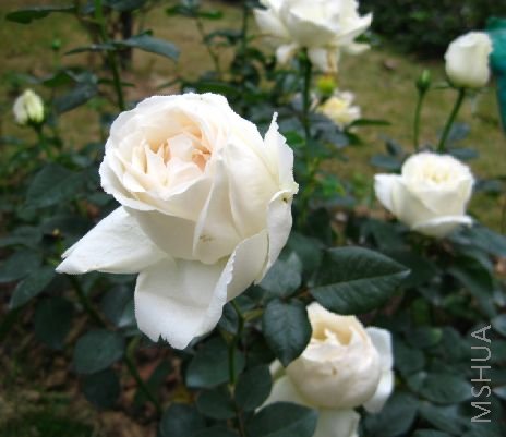 ����һƬ�İ�ʥ�����Ļ�ŭ��Ŷ�����������ģ�  ^_^