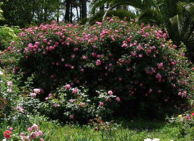 Magic Meidiland 04.jpg