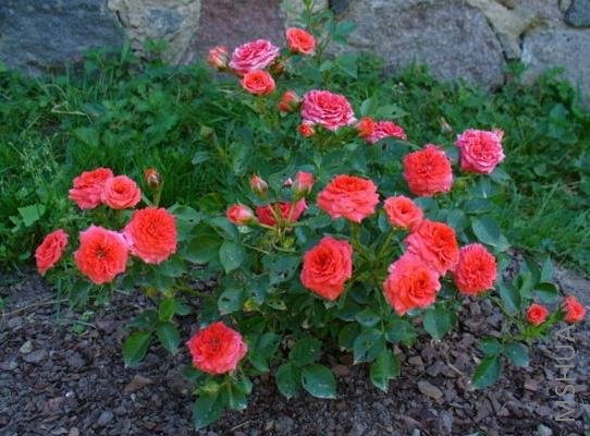 Orange Meillandina.jpg