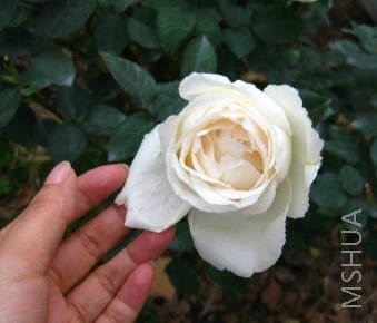 �糿���ŵİ�ʥ������