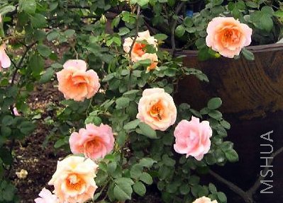 ƻ�� ����.jpg