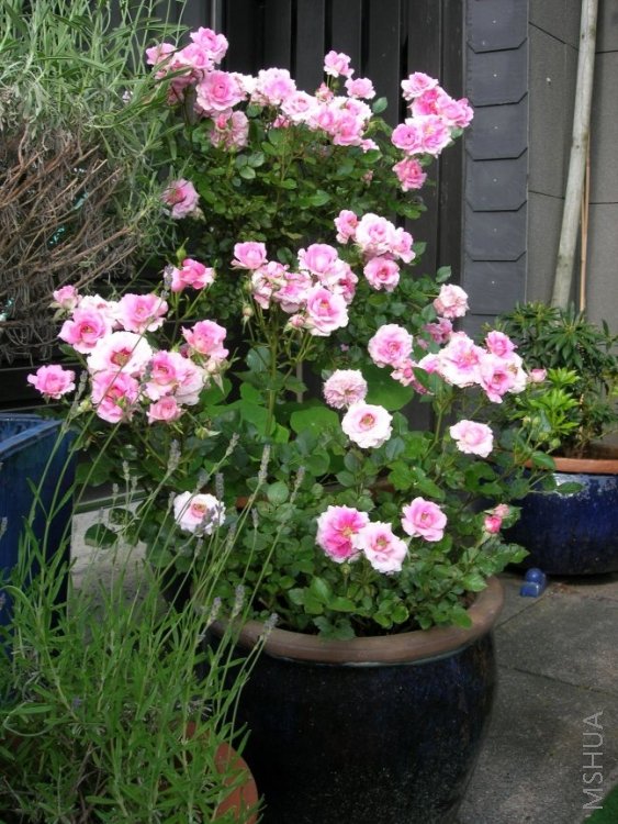 Romantic meillandina01.jpg