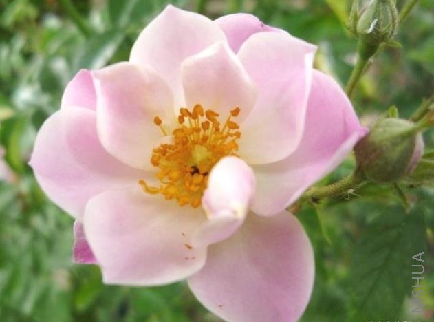 Apple Blossom 02.jpg