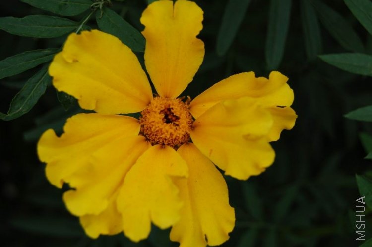 ������С DSC_0105.JPG