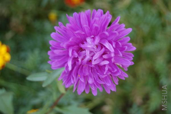 ������С DSC_0047.JPG