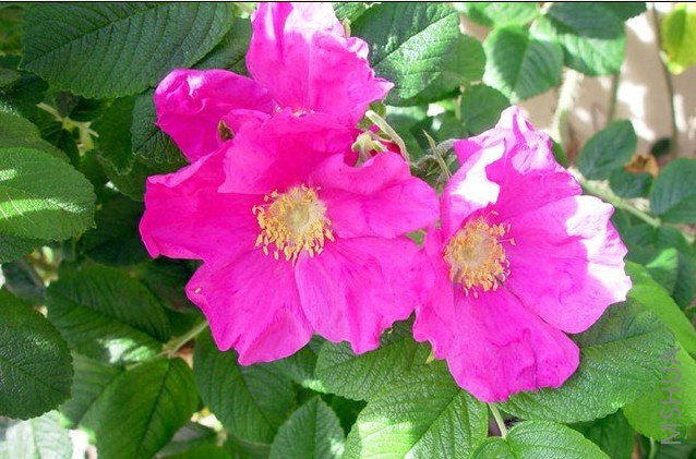 Rugosa 01.jpg